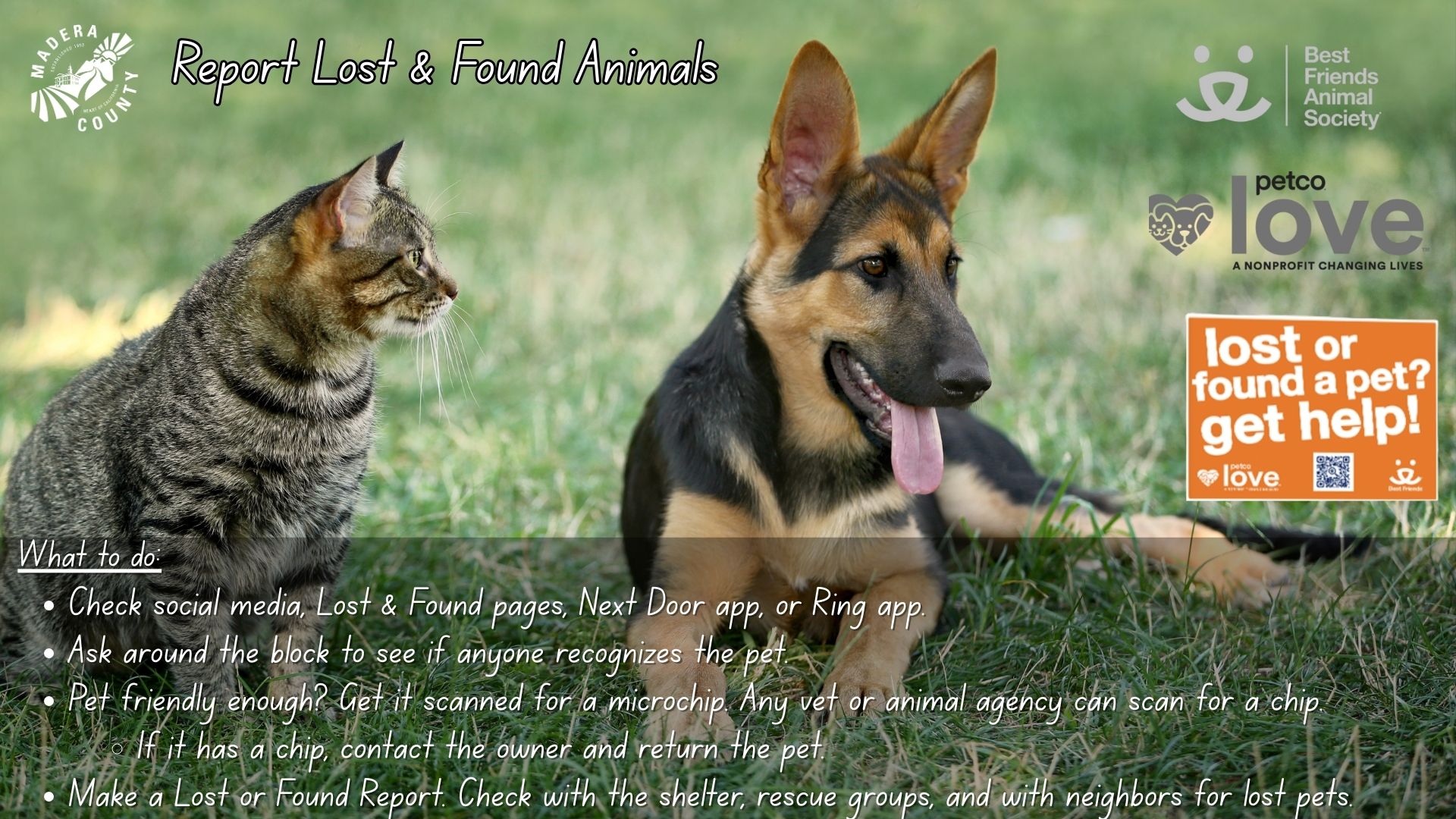 Report Lost and Found Animals