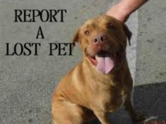 report a lost pet