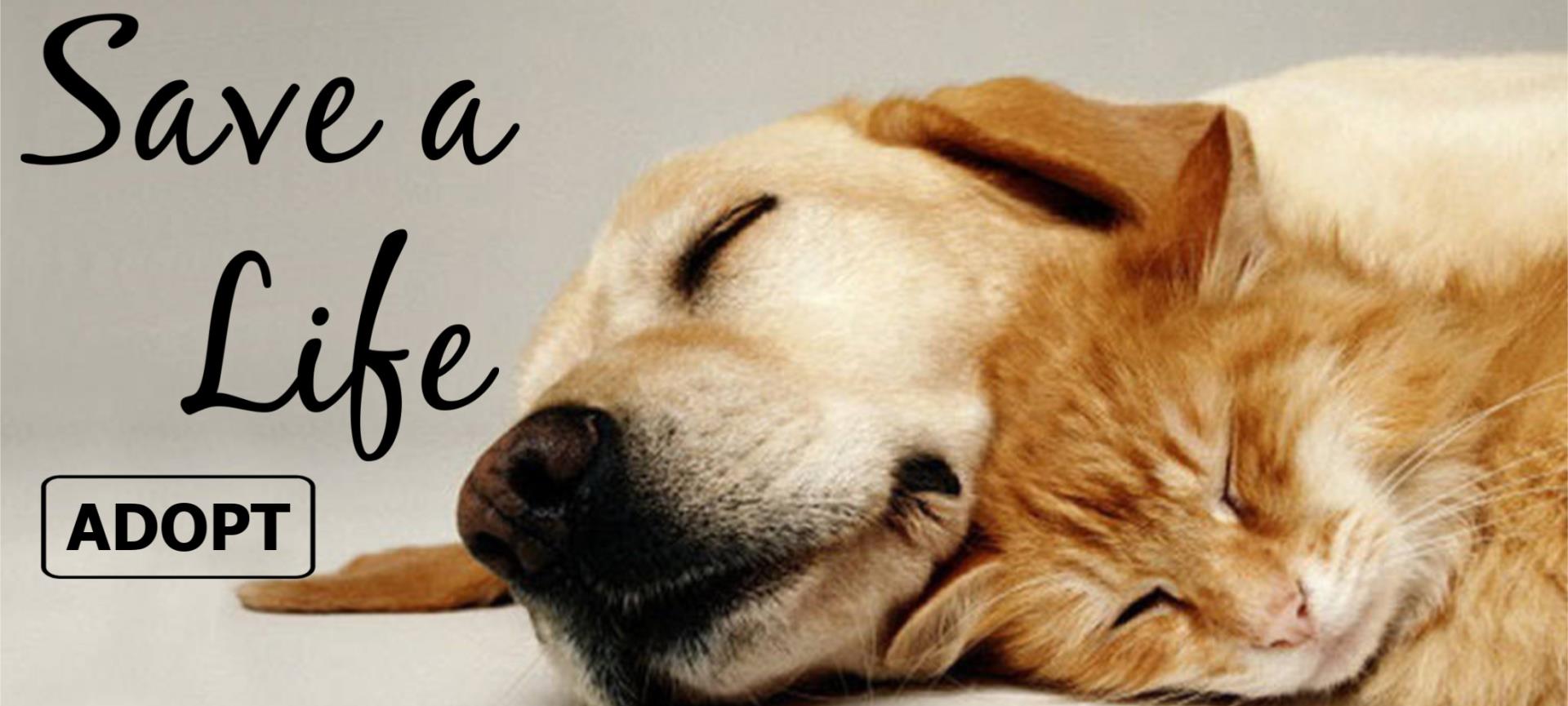 Save a Life Adopt
